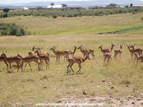 Male impala with harem Male impala with harem