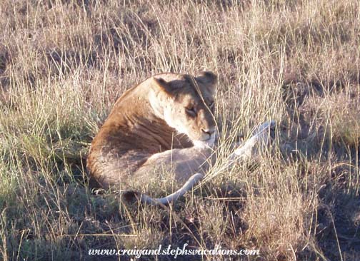 Lioness, Maasai Mara Lioness, Maasai Mara