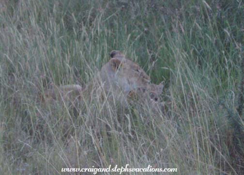 Lioness with cubs, Maasai Mara Lioness with cubs, Maasai Mara