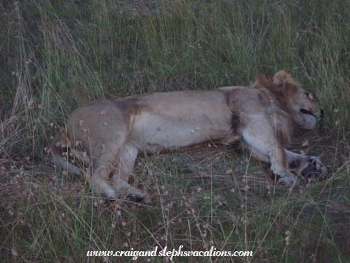 The (male) lion sleeps tonight, Maasai Mara The (male) lion sleeps tonight, Maasai Mara