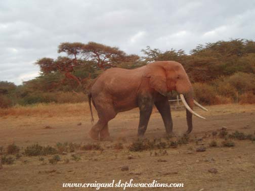 Elephant during sunrise Amboseli game drive Elephant during sunrise Amboseli game drive