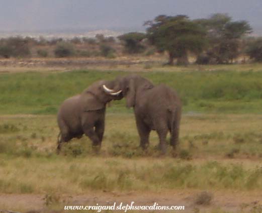 Elephants skirmishing Elephants skirmishing