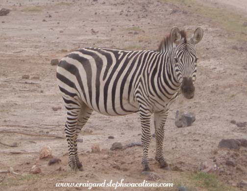 Zebra Zebra