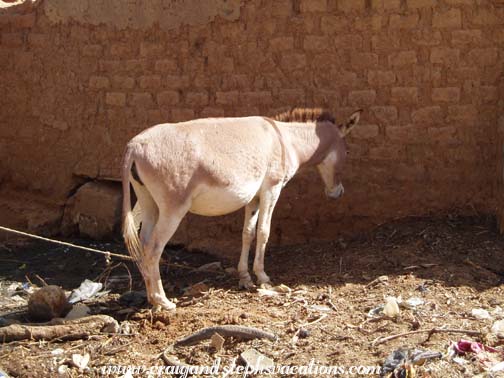 Donkey, Segoukoro Donkey, Segoukoro