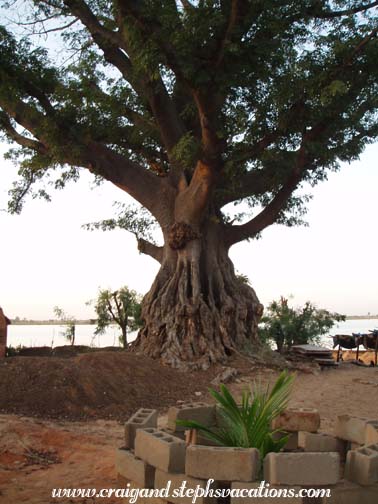 Tree by the Niger Tree by the Niger