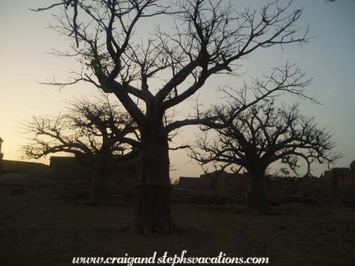 Boabob trees in Sangha Boabob trees in Sangha