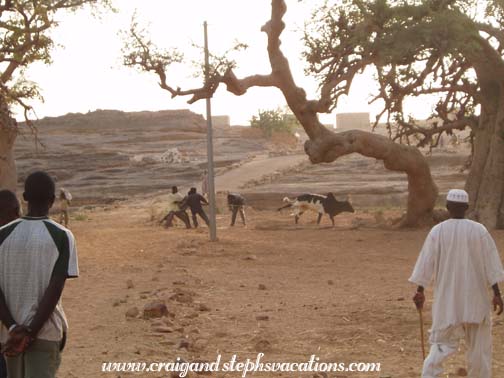 Dogon men wrangling a bull Dogon men wrangling a bull