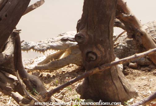 Crocodile Crocodile