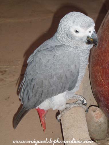 Hotel La Falaise's Resident Parrot