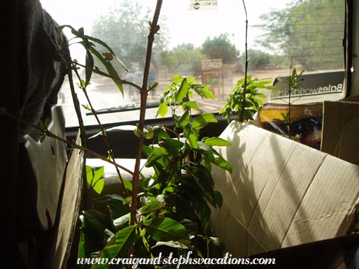 Tree transport in the Bouba Car Tree transport in the Bouba Car