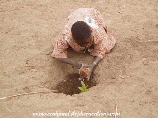 Schoolboy plants a tree Schoolboy plants a tree