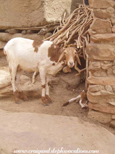 Mother and baby goat Mother and baby goat