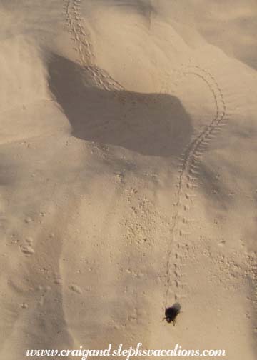 Scarab tracks in the sand Scarab tracks in the sand