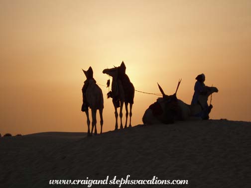 Camels silhouetted against the sunset