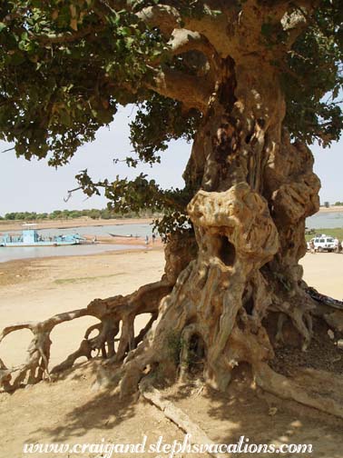 Tree with exposed roots - another high water mark