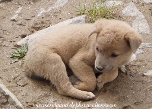 Puppy Puppy