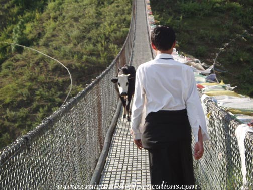 Cow approaching Dorji on longest suspension bridge Cow approaching Dorji on longest suspension bridge