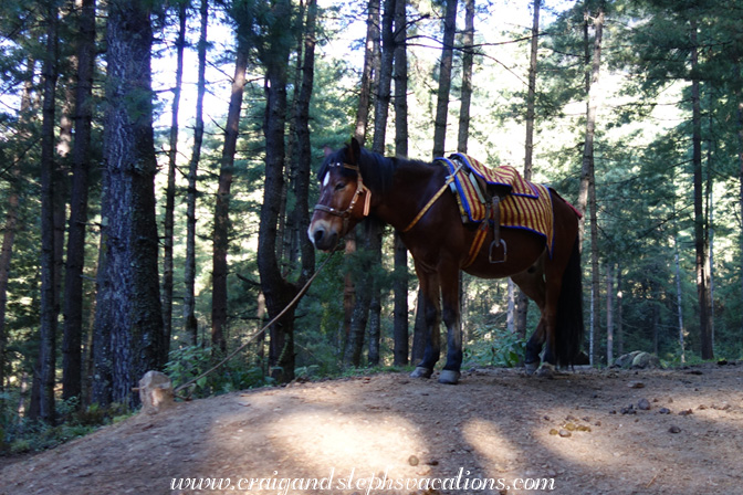 Horse waiting to carry people partway up to the Tiger's Nest