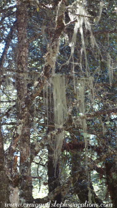 Lichen hanging from the trees