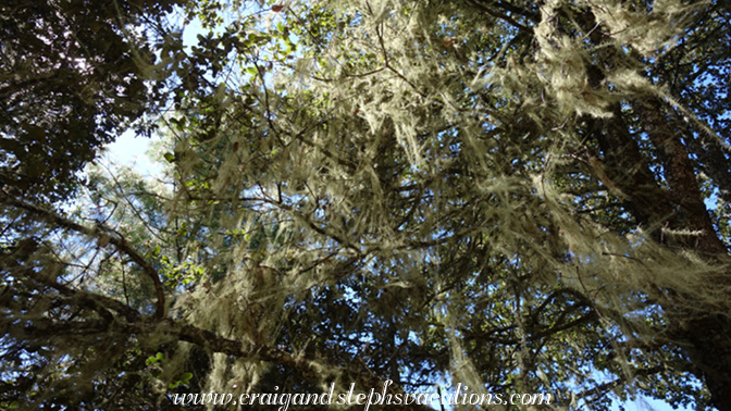 Lichen adorns the trees like tinsel