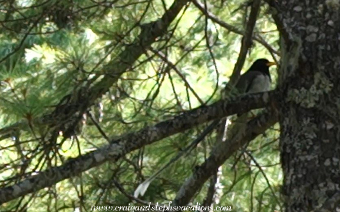 Long Tailed Magpie
