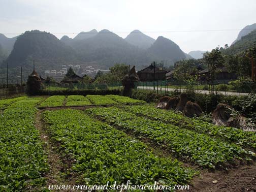 Crops in the Yao village
