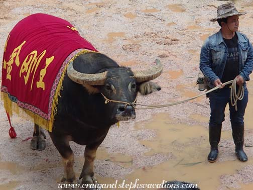 Previous bull fight champion is paraded around the ring