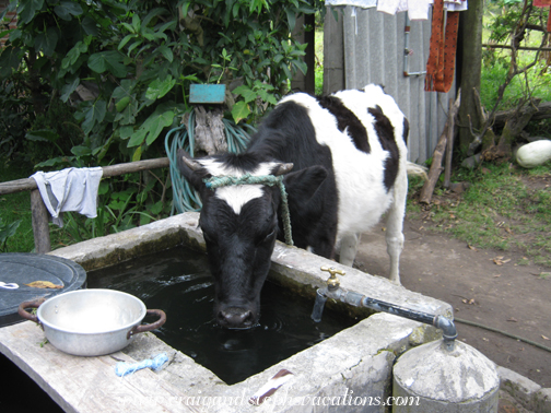 Antonio's mother waters the cow at the sink
