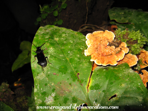 Beetle and mushroom