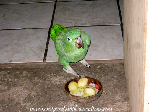 Loro eats his dinner in the kitchen