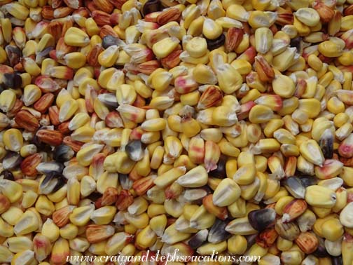 Dried corn kernels for planting