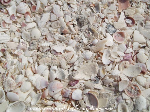 Shells, Bowman's Beach