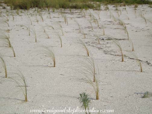 Sea Grass, Bowman's Beach