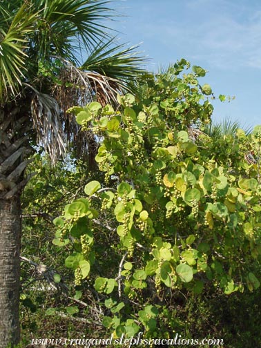 Sea Grape Tree, Bowman's Beach