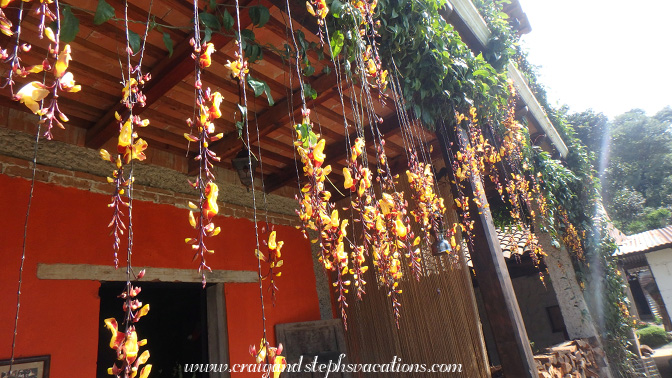 Thunbergia Mysorensis, also known as clock vine flowers, La Molina Vieja