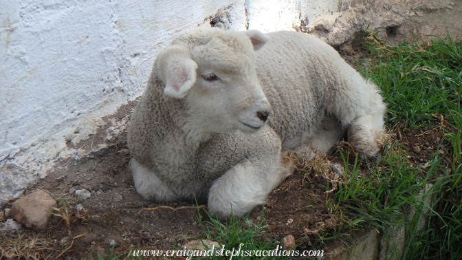 Lamb, La Molina Vieja Lamb, La Molina Vieja