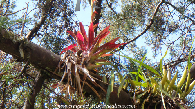 Orchids at La Molina Vieja