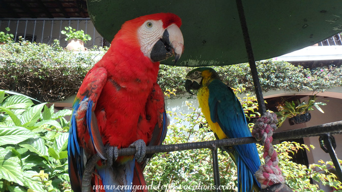 Parrots, Hotel Santo Tomas courtyard Parrots, Hotel Santo Tomas courtyard