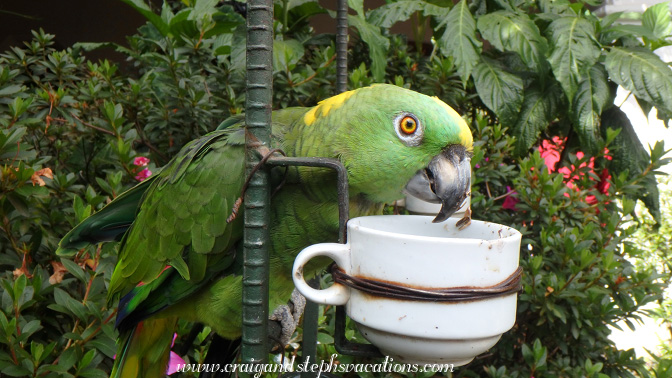 Parrot, Hotel Santo Tomas courtyard