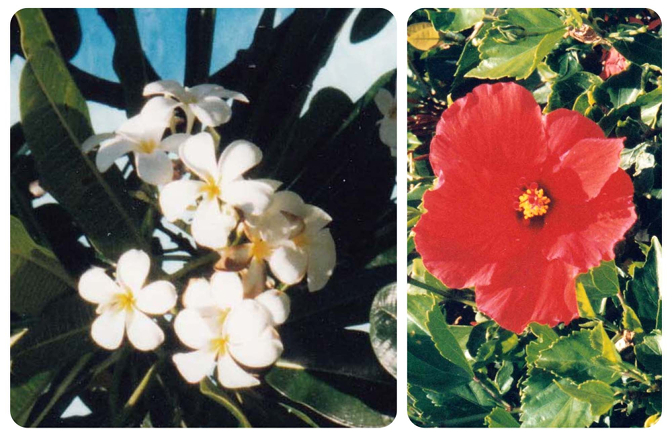 Plumeria and hibiscus