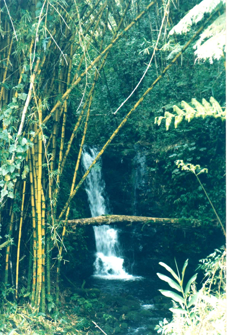 Waterfall and bamboo forest