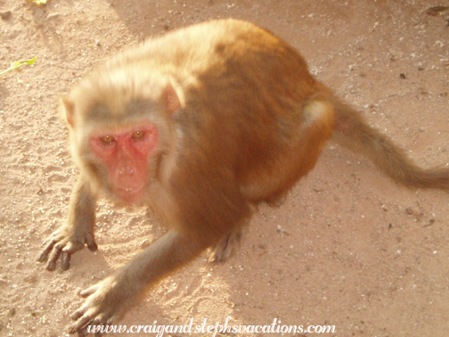 Monkey charging at us, Agra Fort