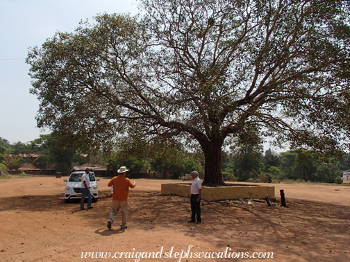 Bodhi tree, Cheruthuruthy Potter's Village