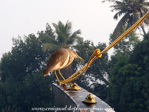 Pond heron alighting on our houseboat