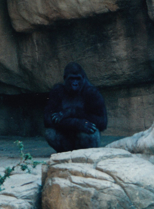 Gorilla at the Memphis Zoo