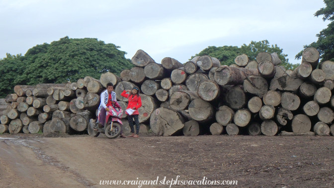 Rain tree logs on the banks of the Chindwin River