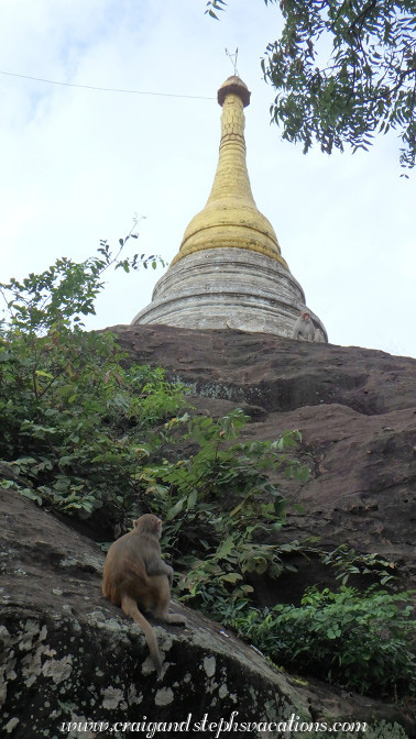Macaque looks up at a stupa, Phowin Taung