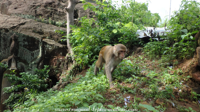 Macaque at Phowin Taung Hill