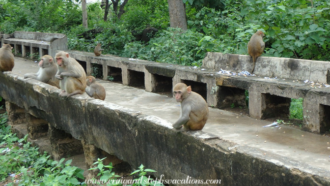Macaques, Phowin Taung