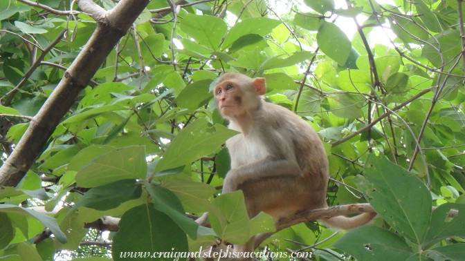 Macaque, Phowin Taung